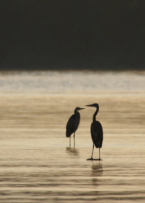 grands hrons / Great Blue Herons