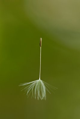 akne sur fil d'araigne ou l'Apprenti sorcier / Achene on spider web or the Sorcerer's  Apprentice