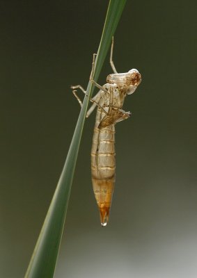 exuvie de libellule - dragonfly exuviae