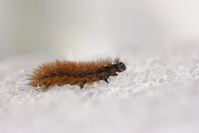 chenille sur la neige - carterpillar on snow