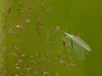 chrysope aux yeux dor / Golden-eye lacewing