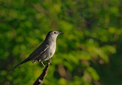 Moqueur chat / Gray Catbird