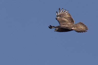 buse pattue (forme sombre) / Rough-legged Hawk (dark morph)