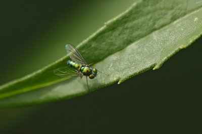 Dolichopode / Dolichopodidae