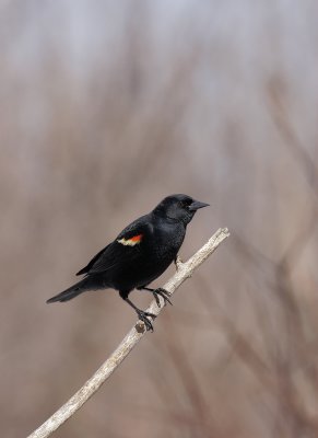 carouge  paulettes / Red-Winged Blackbird