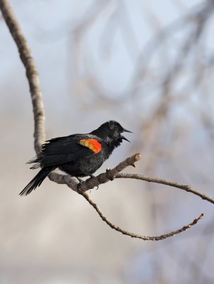 Carouge paulettes / Red-winged Blackbird