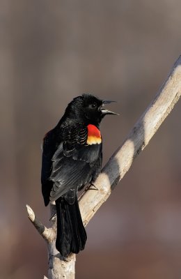 Carouge paulettes / Red-winged Blackbird