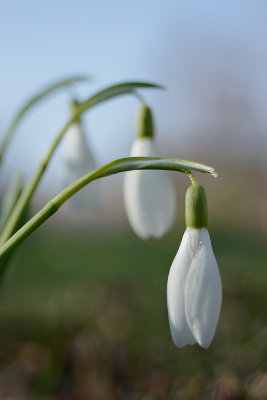 perce-neige / Snowdrop / Galanthus nivalis