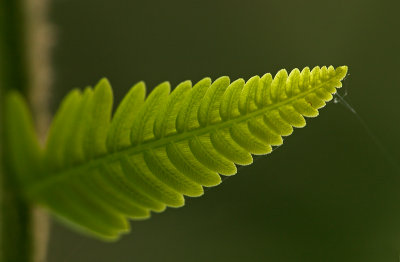 fougre / Fern