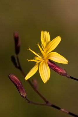 Fleur jaune