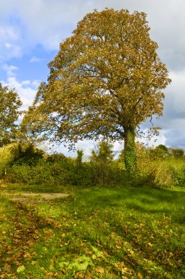 Ballydugan Autumn