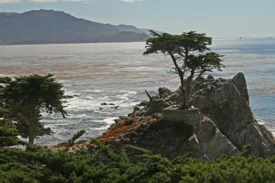 Lone Cypress