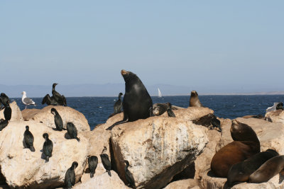 Monterey sea lions