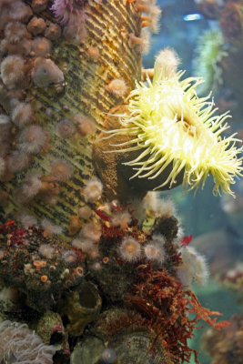 Monterey Bay Aquarium