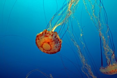 Monterey Bay Aquarium