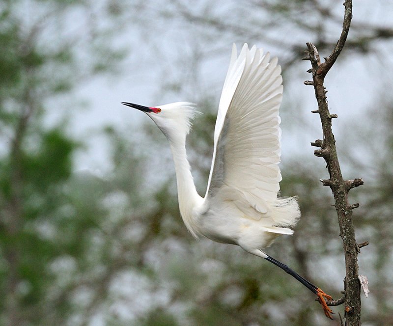 Snowy Egret