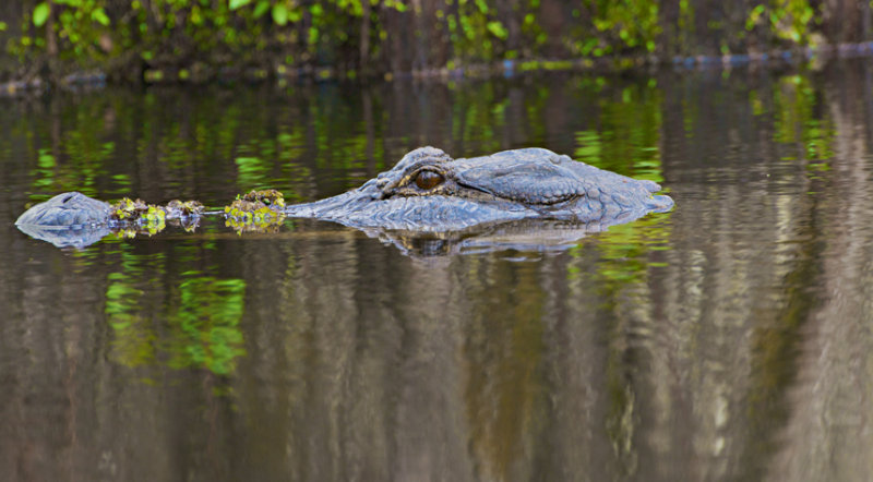 Alligator