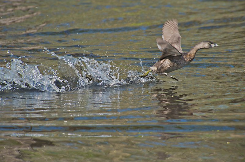 Pied-Billed Grebe