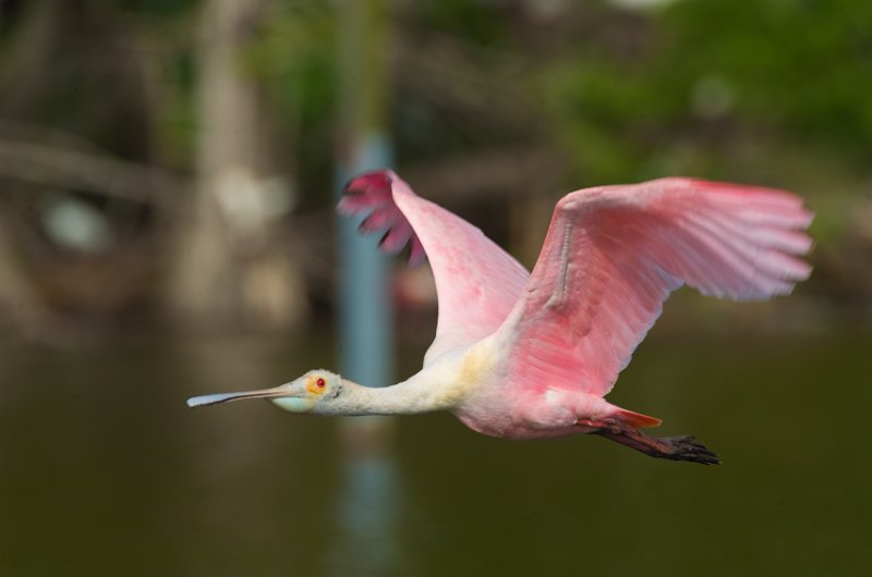 Roseate Spoonbill