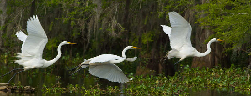 Great Egret