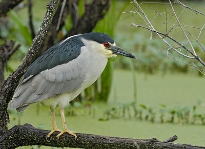 Black Crowned Night Heron
