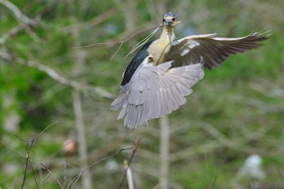 Black Crowned Night Heron