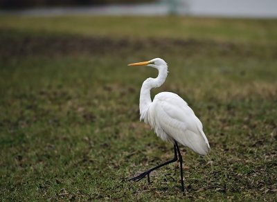 Great Egret