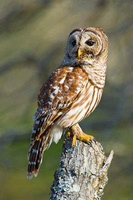 Barred Owl
