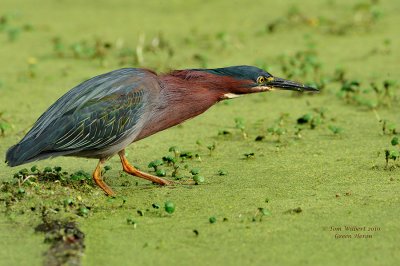 Green Heron