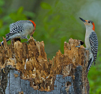Red Headed Woodpeckers