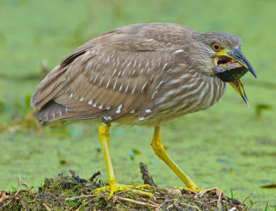 Black Crowned Night Heron