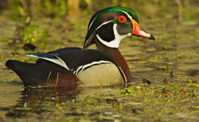 Wood Duck