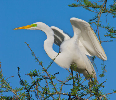 Great Egret