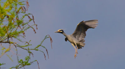 Yellow Crowned Night Heron