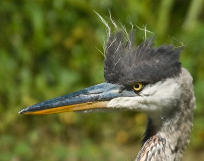 Great Blue Heron ... Mutant?