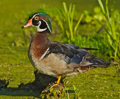  Wood Duck Drake