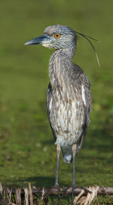 ... Crested Heron