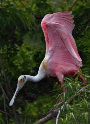 Roseate Spoonbill