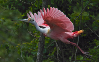 Roseate Spoonbill