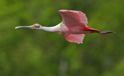 Roseate Spoonbill
