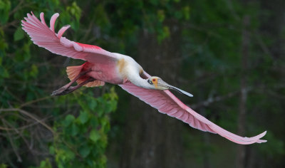 Roseate Spoonbill