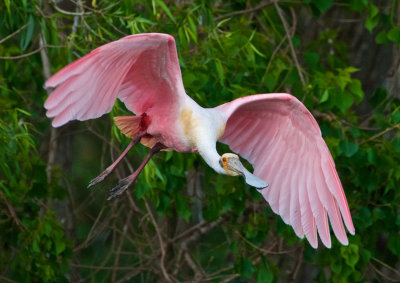 Roseate Spoonbill