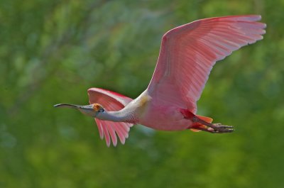 Roseate Spoonbill