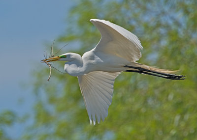 Great Egret