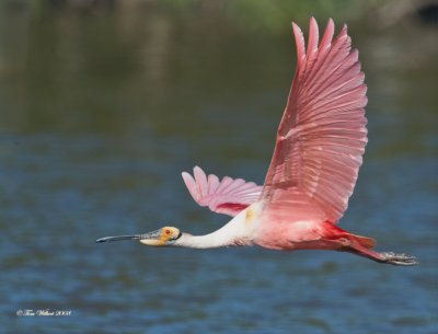 Roseate Spoonbill