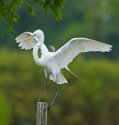 Great Egret