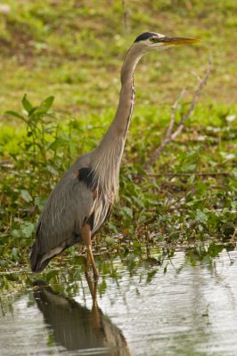 Great Blue Heron