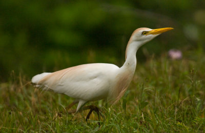 Cattle Egret