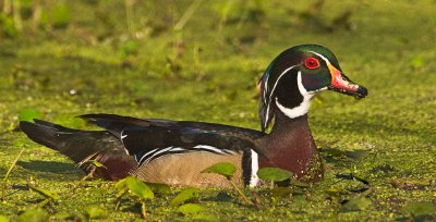Wood Duck Drake