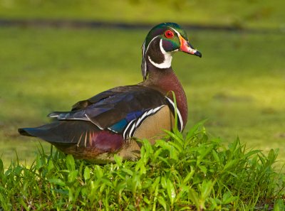 Wood Duck Drake